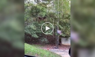 Спасение кота обернулось курьезом