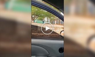 The grace of a cat, the agility of a potato