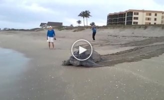 Кожистая черепаха вышла в море плавать