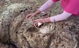 Kind people helped a sheep get rid of a huge ball of unwanted wool
