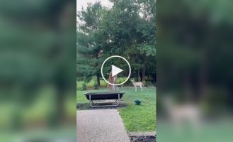 How female deer fight