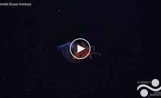 Antarctic Giant Squid Caught on Video for the First Time