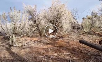 Освобождение пумы из капкана