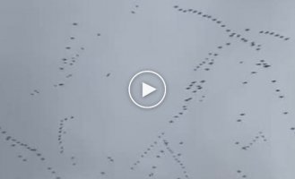 These migratory birds clearly know something