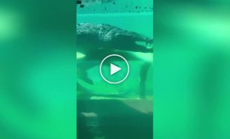 Underwater tunnel with crocodiles