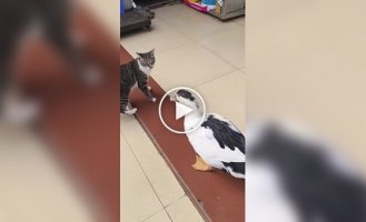 Кошка против утки: забавный поединок двух питомцев