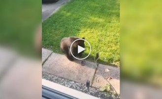 “When he goes home”: a funny reaction of a cat to an impudent bear