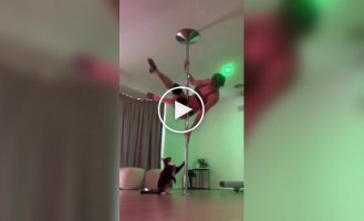 Кот сорвал занятие на шесте