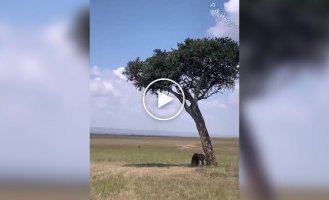 Leopard failed to hold its prey on a tree and dropped it in front of a lion's nose