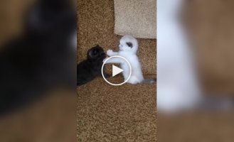 Битва света и тьмы