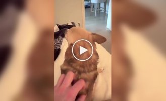 Необычный способ выпрашивания ласки