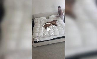 A dog helped its owner make her bed
