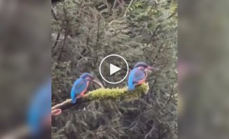 Попытка птицы найти подход к обиженной подруге