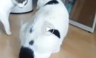 Толстый кот разнял дерущихся котов