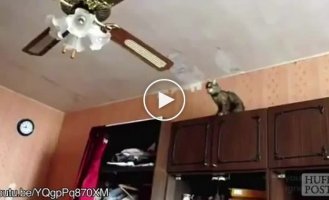 Смешная подборка неудачный кошачьих прыжков