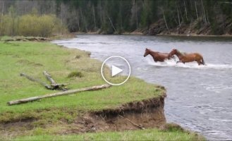 Вот таких красавцев можно найти на природе