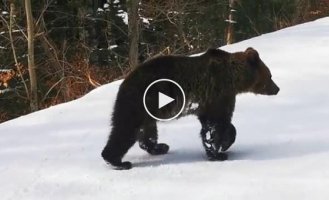 Медведь и горнолыжный инструктор