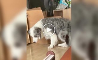 Кіт задумав щось погане