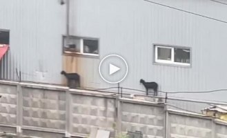 Goats need to be rescued in Kharkiv