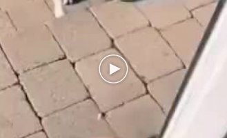 Козлик не на того напал