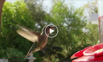 Полет колибри в замедленной съемке