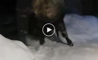 In Russia, a huge bison “came to visit” local residents