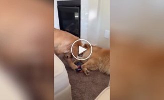 Mission impossible: a dog tries to steal a toy from a sleeping relative