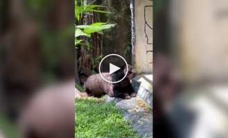 A fat leopard living in a zoo can easily be mistaken for a seal
