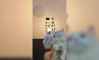 Хомяк обошел кошку в «гонке» за лакомствами