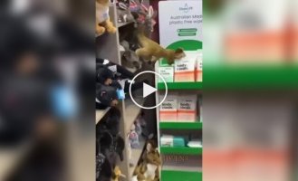 В Австралии поссум спрятался среди игрушек в магазине аэропорта
