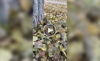 Осеннее настроение