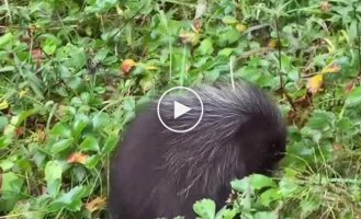 Baby porcupine playing air guitar
