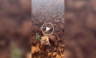 Хомяк охраняет свою территорию