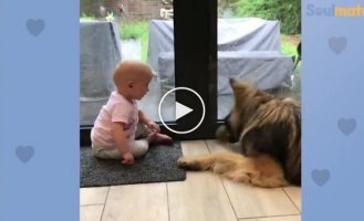 Cuteness video. German Shepherd plays and cares for a little girl