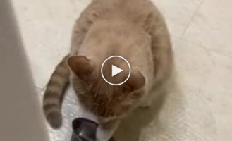 Кот торопит своих поваров, чтобы те уже насыпали еду