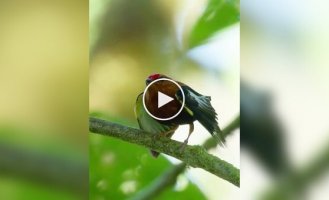 Manakins are unusual musical birds that don’t sing, but play