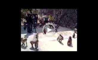 Огромное количество голодных обезьян