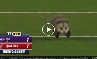 The plump possum prevented the Americans from playing football