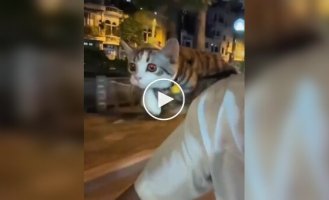 Кот-пилот на вечерней прогулке