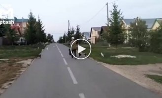 В Арске появился повелитель котов