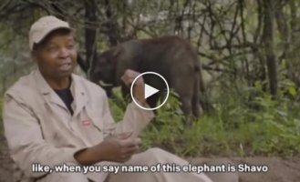 The baby elephant heard the reserve worker say his name and decided to stop the interview