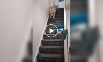 Собака не умеет тихо спускаться по лестнице