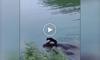 Пес переплыл реку на спине буйвола