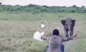 Baby elephant got offended when a keeper dodged its hug