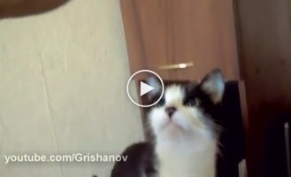 Котэ кушает чипсы