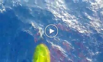 Дельфины прокладывают путь большому кораблю