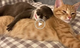 An otter falls asleep only in an embrace with a cat