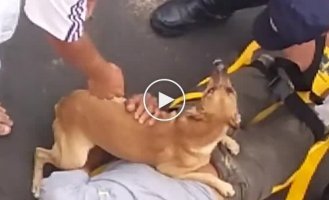 Собака пытается помочь хозяину, которого обследует скорая