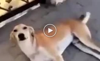 The dog attacked the girl who provoked it