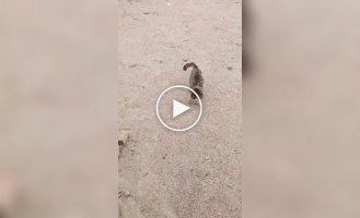 Пожилая кошка встречает хозяина